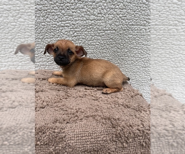Medium Photo #7 Chiweenie-Jack Russell Terrier Mix Puppy For Sale in SAINT AUGUSTINE, FL, USA