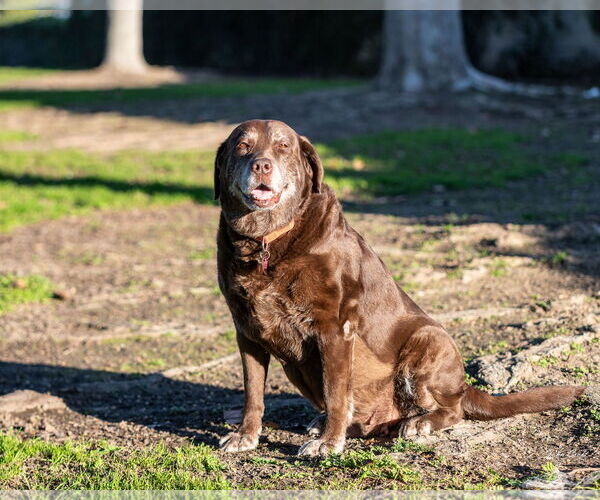 Medium Photo #4 Labrador Retriever Puppy For Sale in Clovis, CA, USA