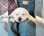 Small Photo #37 Labrador Retriever Puppy For Sale in GLENDALE, CA, USA