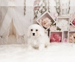 Small Photo #8 Bichon Frise Puppy For Sale in WARSAW, IN, USA