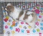 Small Photo #3 Japanese Chin Puppy For Sale in ORO VALLEY, AZ, USA
