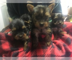 Yorkshire Terrier Puppy for sale in CANONSBURG, PA, USA