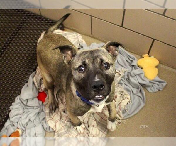 Medium Photo #1 American Pit Bull Terrier-Siberian Husky Mix Puppy For Sale in Fort Wayne, IN, USA