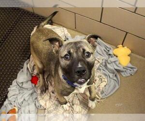 American Pit Bull Terrier-Siberian Husky Mix Dogs for adoption in Fort Wayne, IN, USA