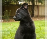 Small Photo #2 German Shepherd Dog Puppy For Sale in APTOS, CA, USA