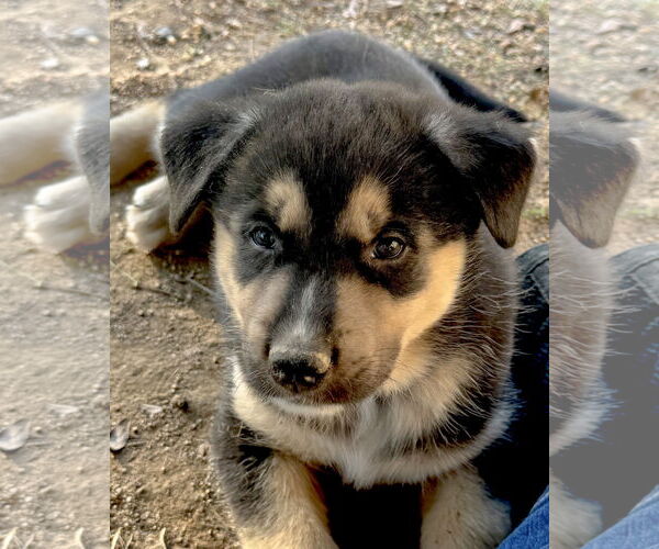 Medium Photo #3 Gerberian Shepsky Puppy For Sale in Corona, CA, USA