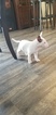 Small Photo #113 Bull Terrier Puppy For Sale in JACKSON, MI, USA