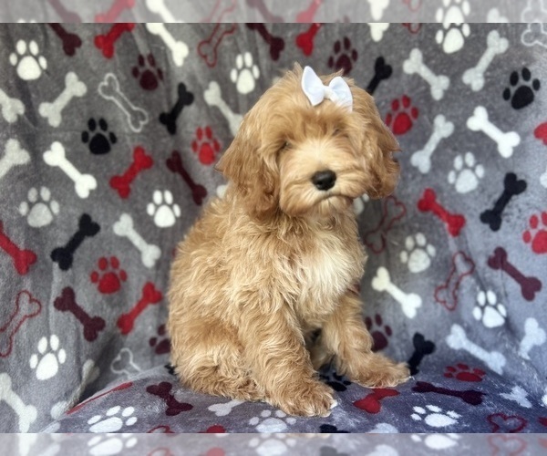 Medium Photo #3 Cock-A-Poo Puppy For Sale in LAKELAND, FL, USA