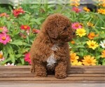 Small Photo #5 Poodle (Toy) Puppy For Sale in FREDERICKSBURG, OH, USA