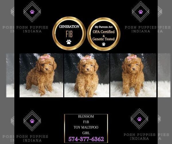 Medium Photo #6 Maltipoo Puppy For Sale in WARSAW, IN, USA