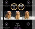 Small Photo #6 Maltipoo Puppy For Sale in WARSAW, IN, USA
