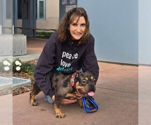 Bulldog-Unknown Mix Dogs for adoption in San Jose, CA, USA