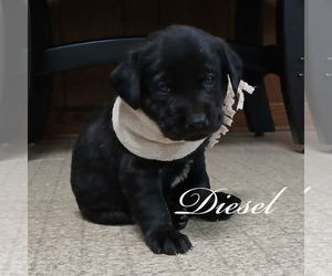 Labrador Retriever Puppy for sale in APPLE CREEK, OH, USA