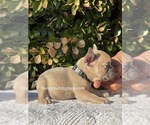 Puppy 6 French Bulldog
