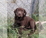 Small #1 Labrador Retriever Mix