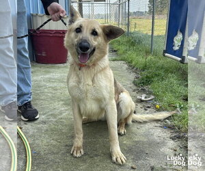 German Shepherd Dog-Unknown Mix Dogs for adoption in Washington, DC, USA