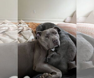 American Pit Bull Terrier Dogs for adoption in Berkeley, CA, USA