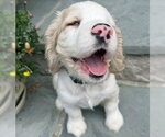 Small #7 Cocker Spaniel