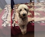 Small Photo #3 Goldendoodle Puppy For Sale in HOUSEVILLE, NY, USA