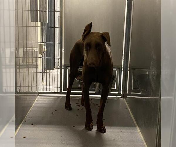 Medium Photo #1 Doberman Pinscher Puppy For Sale in Modesto, CA, USA