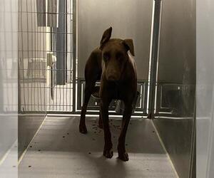 Doberman Pinscher Dogs for adoption in Modesto, CA, USA