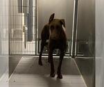 Small Doberman Pinscher