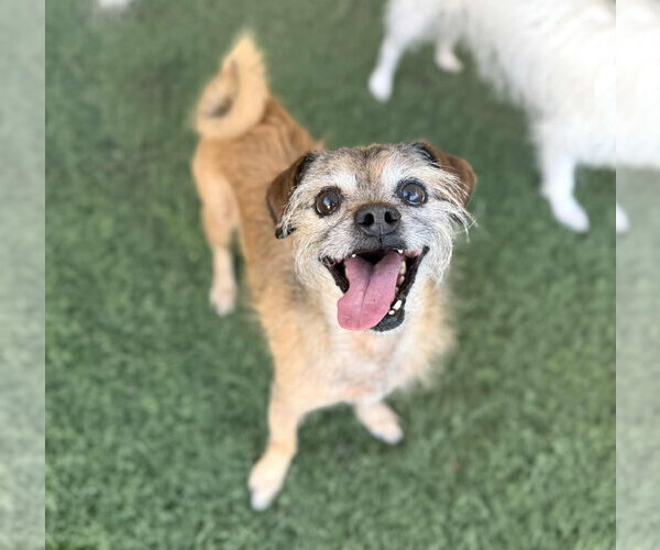 Medium Photo #5 Mutt Puppy For Sale in Phoenix, AZ, USA