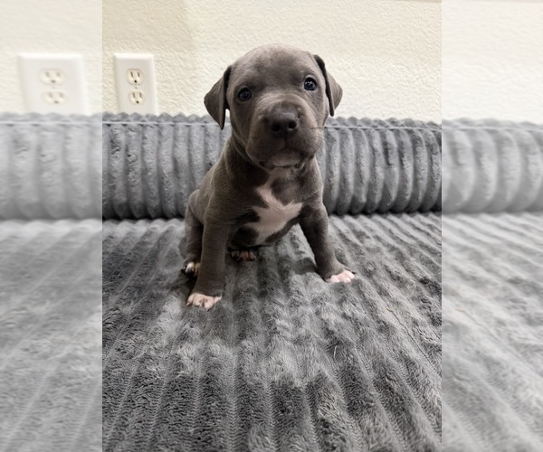 Medium Photo #3 American Pit Bull Terrier Puppy For Sale in GRAVETTE, AR, USA