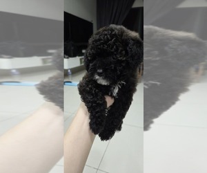 Poodle (Toy) Puppy for sale in Kuala Lumpur, Kuala Lumpur, Malaysia