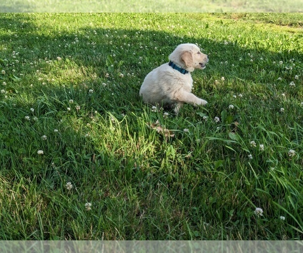 Medium Photo #20 Golden Retriever Puppy For Sale in WOOSTER, OH, USA