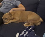 Small #11 Mutt