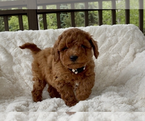 Medium Photo #15 Goldendoodle (Miniature) Puppy For Sale in RANDOLPH, WI, USA