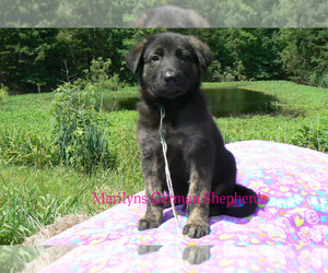 German Shepherd Dog Puppy for sale in PIEDMONT, MO, USA