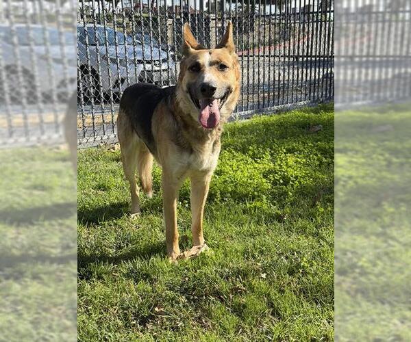 Medium Photo #2 German Shepherd Dog-Unknown Mix Puppy For Sale in Riverside, CA, USA