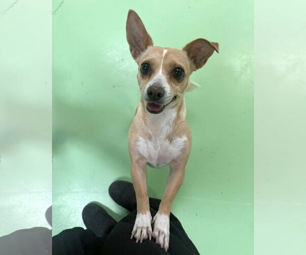 Medium Photo #6 Chihuahua-Unknown Mix Puppy For Sale in Phoenix, AZ, USA