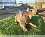 Small #6 French Bulldog