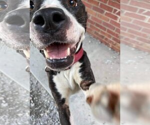 Lady P - Female Labrador Retriever-Unknown Mix Dog for Adoption - Photo #6