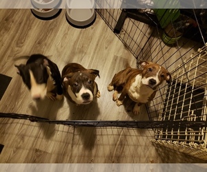 American Pit Bull Terrier Puppy for sale in WINSTON SALEM, NC, USA