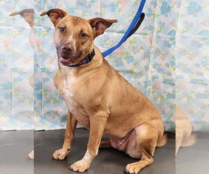 Mutt Dogs for adoption in Clinton, OK, USA