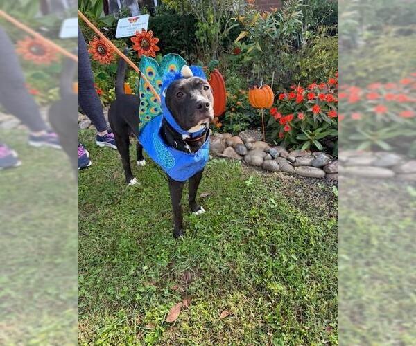 Medium Photo #1 American Pit Bull Terrier Puppy For Sale in Louisville, KY, USA