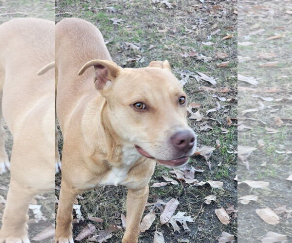 Medium Photo #2 Mutt Puppy For Sale in Rockaway, NJ, USA