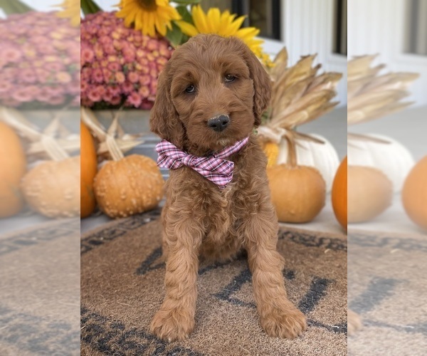 Medium Photo #4 Irish Doodle Puppy For Sale in WOOSTER, OH, USA