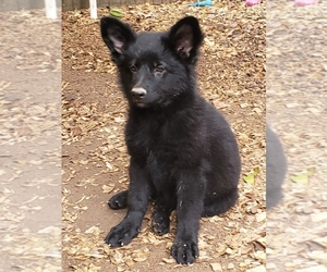 German Shepherd Dog Puppy for sale in IVA, SC, USA