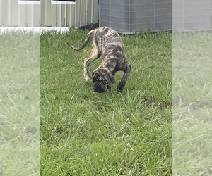 Fila Brasileiro Puppy for sale in ROSHARON, TX, USA