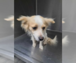 Small #4 Chihuahua Mix