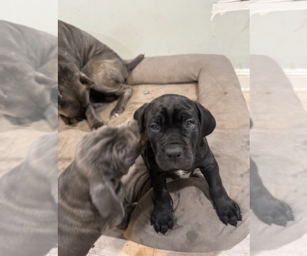 Medium Photo #7 Cane Corso Puppy For Sale in COLONIAL HEIGHTS, VA, USA