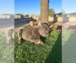 Small #6 French Bulldog
