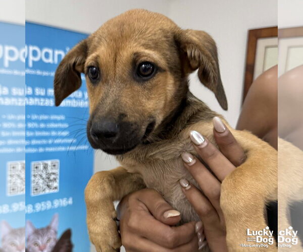 Medium Photo #1 Labrador Retriever-Unknown Mix Puppy For Sale in Washington, DC, USA