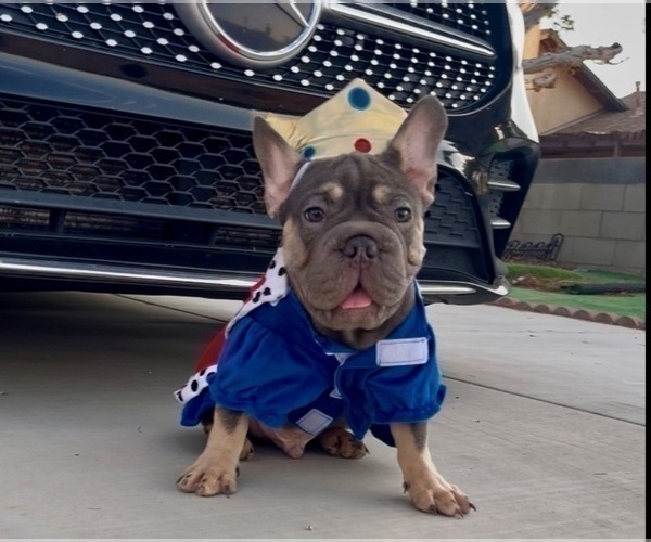 Medium Photo #24 French Bulldog Puppy For Sale in SANTA MONICA, CA, USA