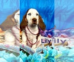 Puppy Lily Bloodhound
